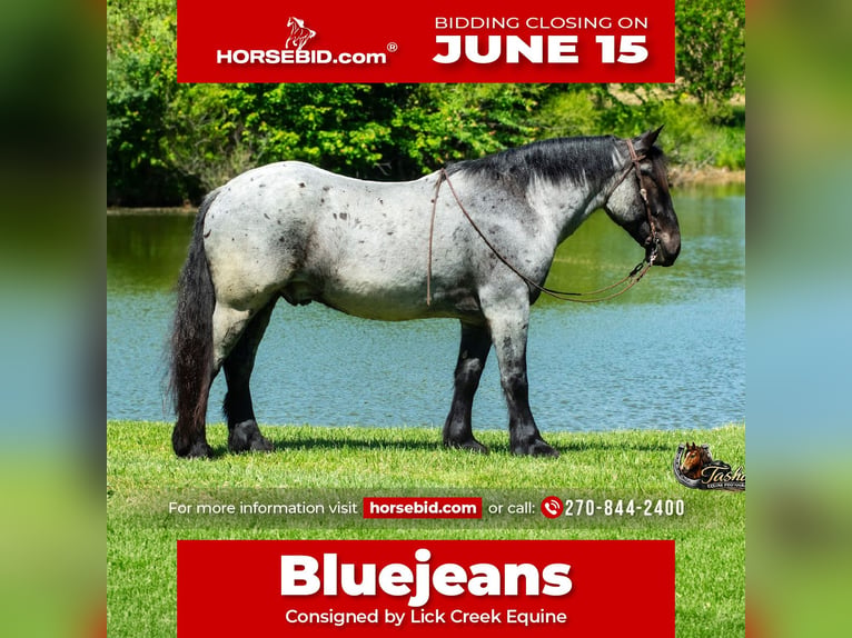 Percheron Mix Ruin 5 Jaar Roan-Blue in Henderson