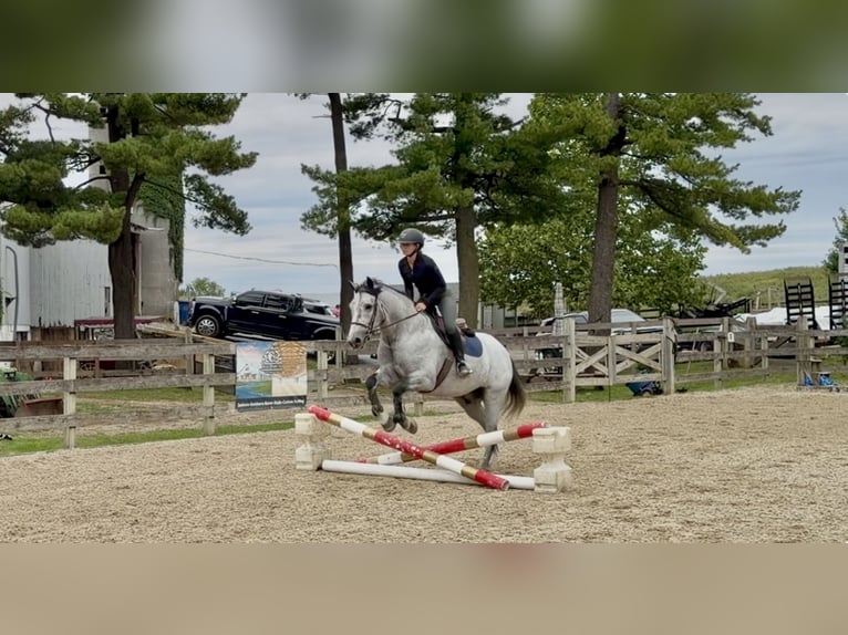 Percheron Mix Ruin 5 Jaar Schimmel in Gap