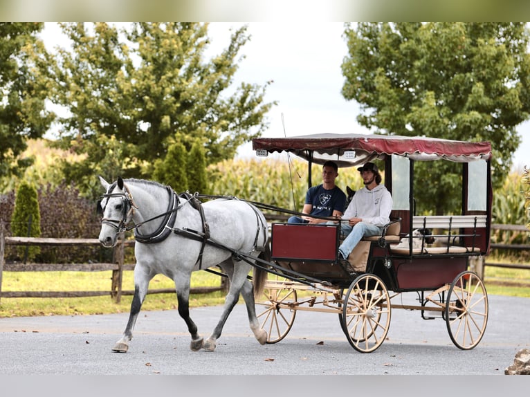 Percheron Mix Ruin 5 Jaar Schimmel in Gap