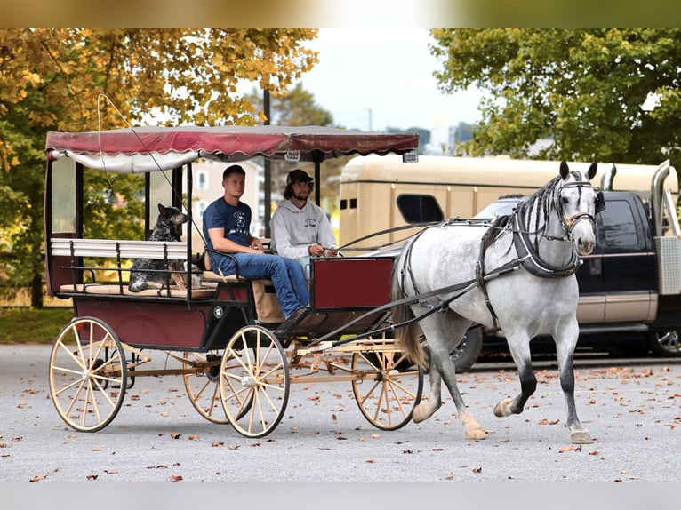 Percheron Mix Ruin 5 Jaar Schimmel in Gap
