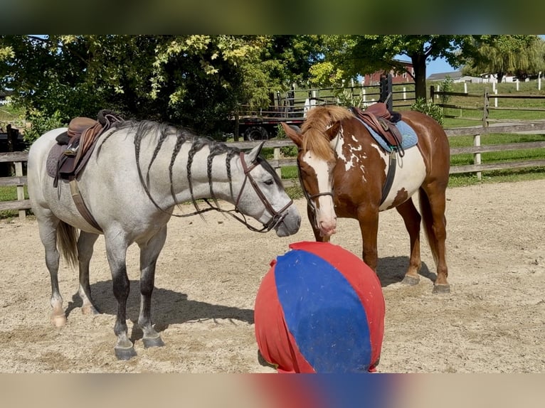Percheron Mix Ruin 5 Jaar Schimmel in Gap