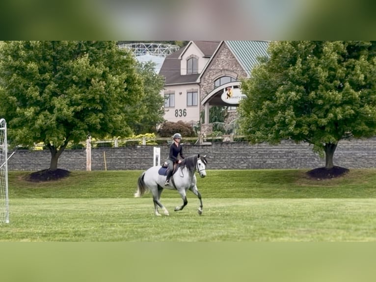 Percheron Mix Ruin 5 Jaar Schimmel in Gap