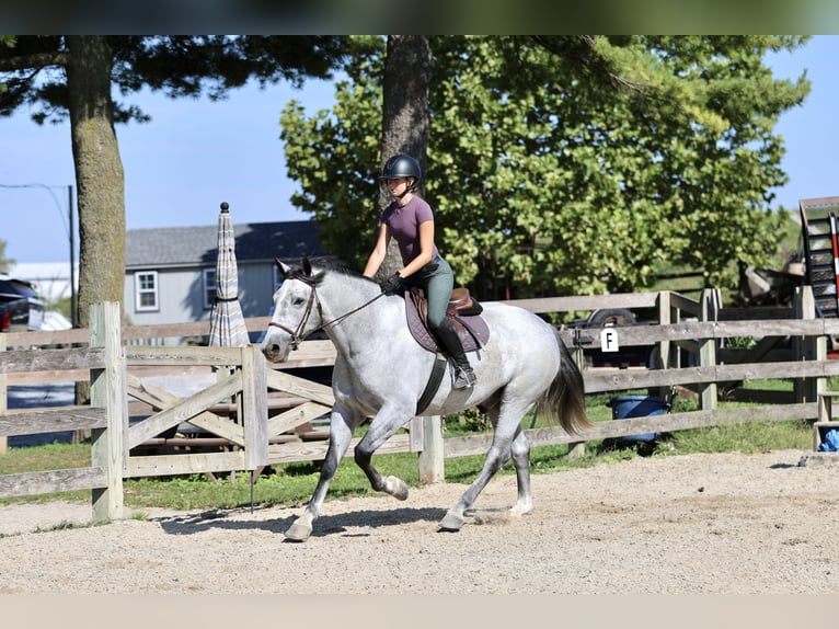 Percheron Mix Ruin 5 Jaar Schimmel in Gap