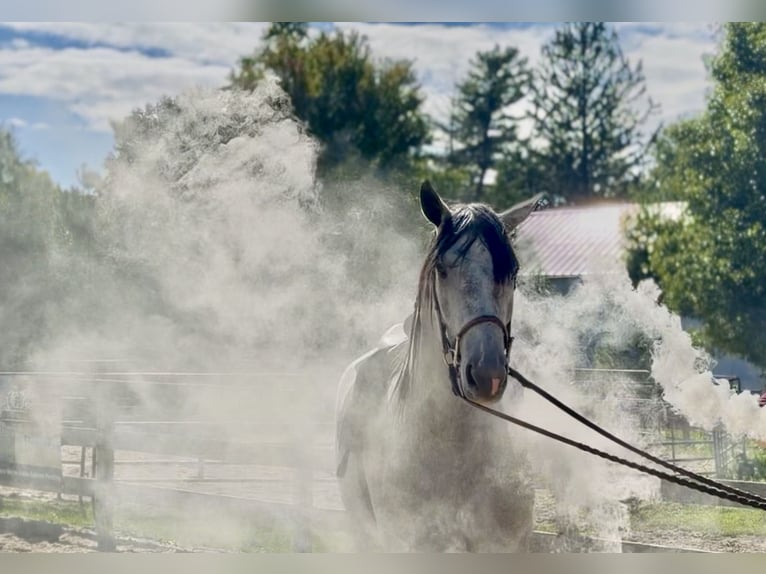 Percheron Mix Ruin 5 Jaar Schimmel in Gap