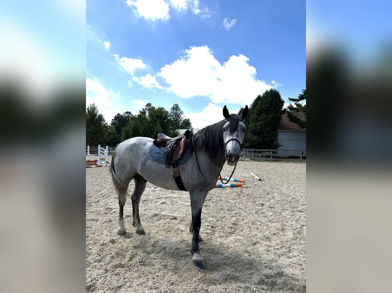 Percheron Mix Ruin 5 Jaar Schimmel in Gap