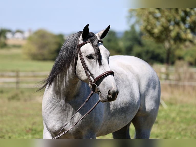 Percheron Mix Ruin 5 Jaar Schimmel in Gap