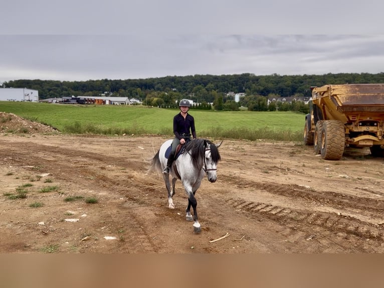 Percheron Mix Ruin 5 Jaar Schimmel in Gap