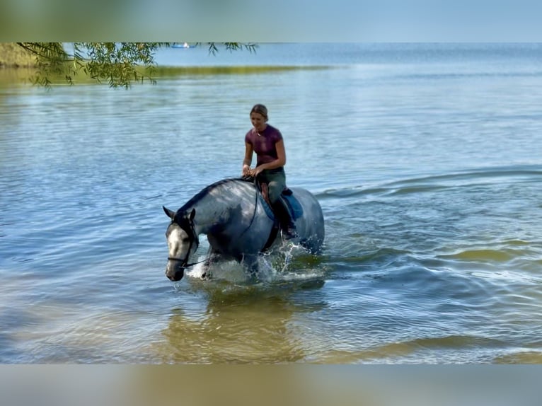 Percheron Mix Ruin 5 Jaar Schimmel in Gap