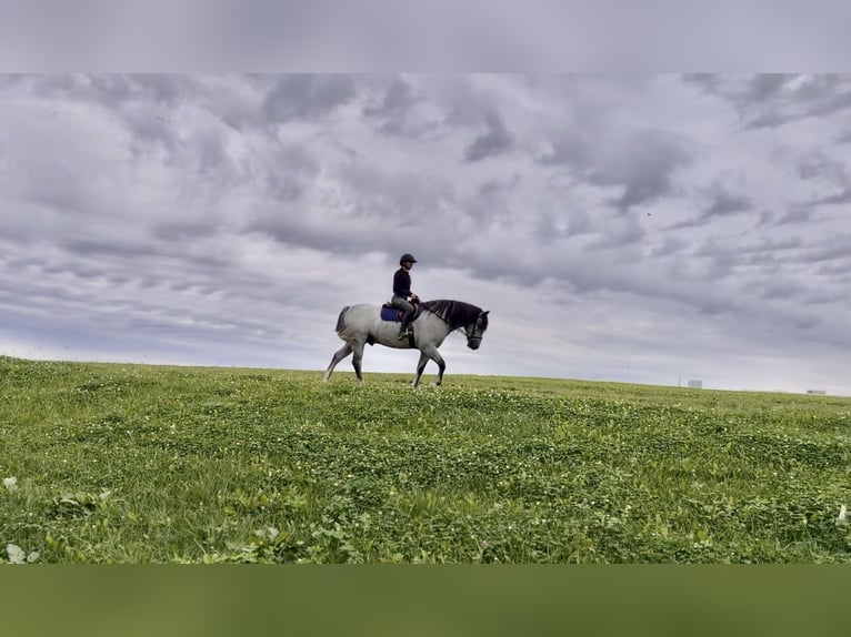 Percheron Mix Ruin 5 Jaar Schimmel in Gap