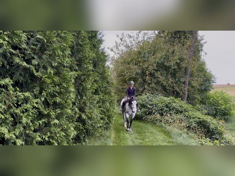 Percheron Mix Ruin 5 Jaar Schimmel in Gap