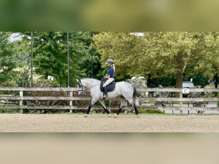 Percheron Mix Ruin 5 Jaar Schimmel in Gap