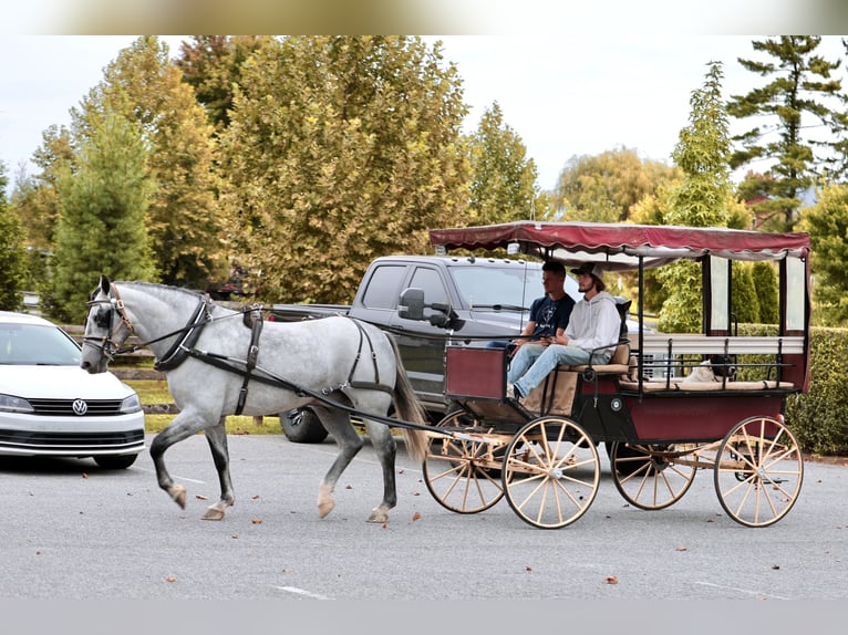 Percheron Mix Ruin 5 Jaar Schimmel in Gap