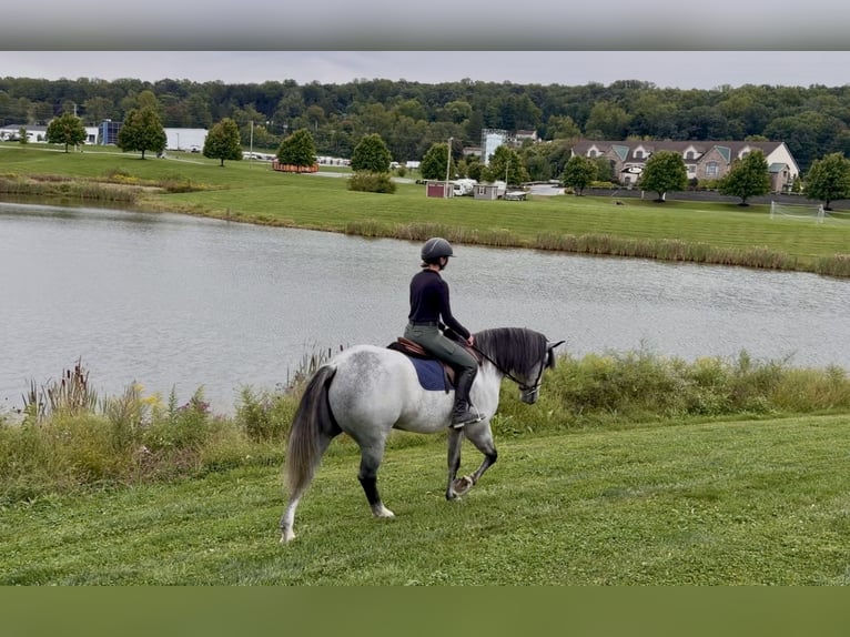Percheron Mix Ruin 5 Jaar Schimmel in Gap