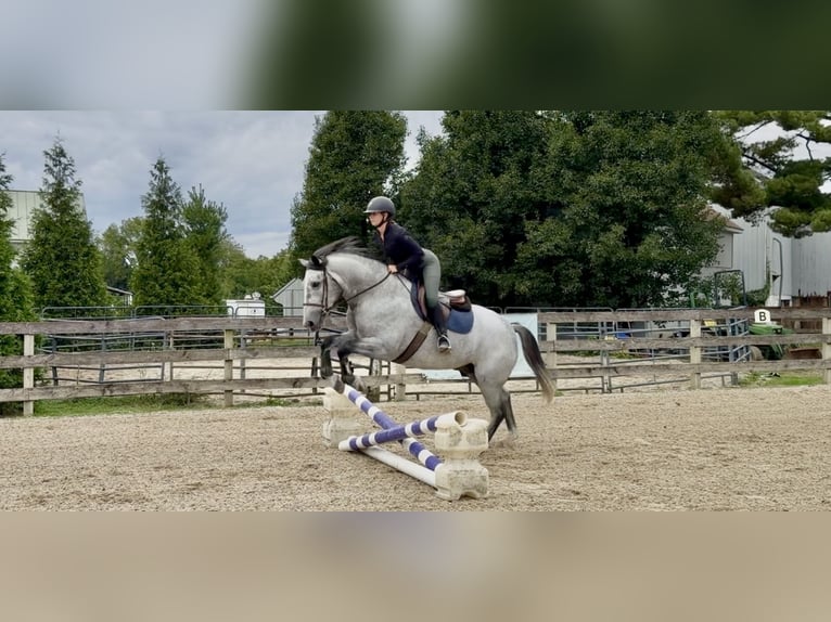 Percheron Mix Ruin 5 Jaar Schimmel in Gap
