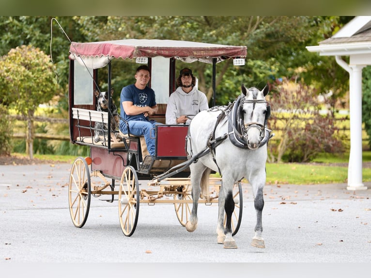 Percheron Mix Ruin 5 Jaar Schimmel in Gap