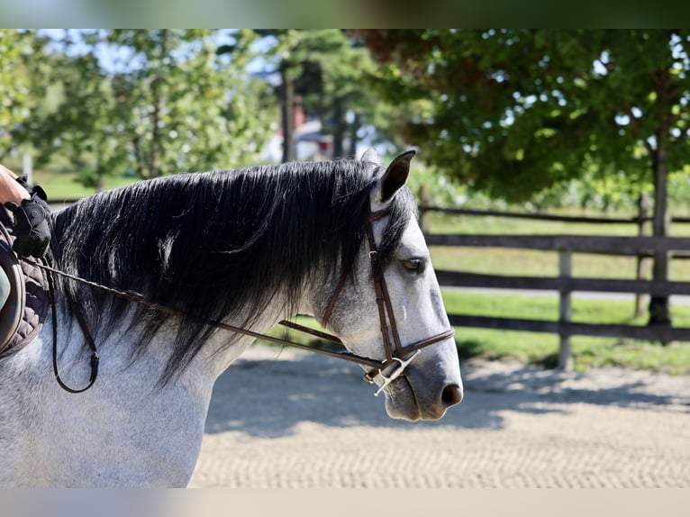 Percheron Mix Ruin 5 Jaar Schimmel in Gap