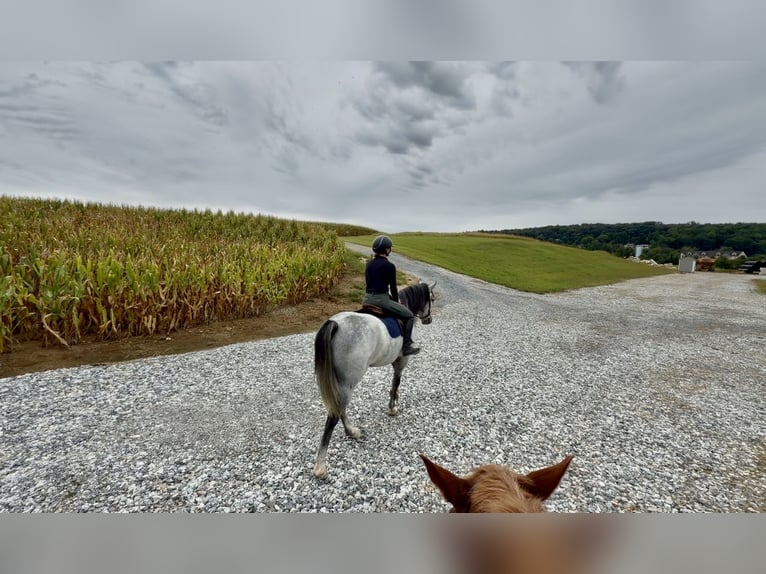 Percheron Mix Ruin 5 Jaar Schimmel in Gap