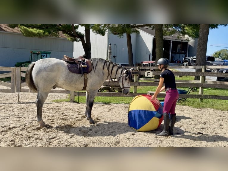 Percheron Mix Ruin 5 Jaar Schimmel in Gap