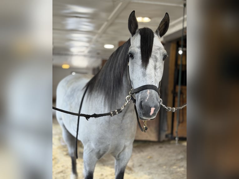 Percheron Mix Ruin 5 Jaar Schimmel in Gap
