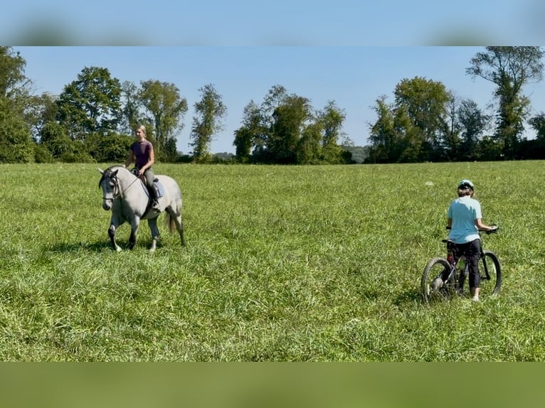 Percheron Mix Ruin 5 Jaar Schimmel in Gap