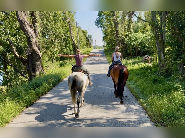 Percheron Mix Ruin 5 Jaar Schimmel in Gap