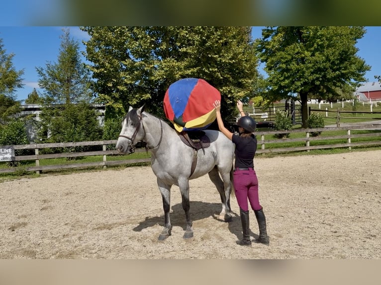 Percheron Mix Ruin 5 Jaar Schimmel in Gap