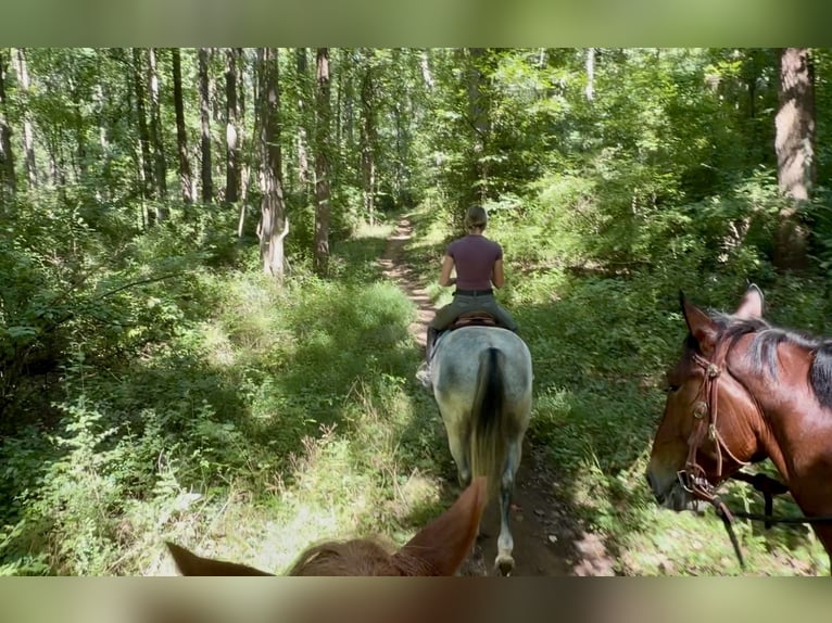 Percheron Mix Ruin 5 Jaar Schimmel in Gap