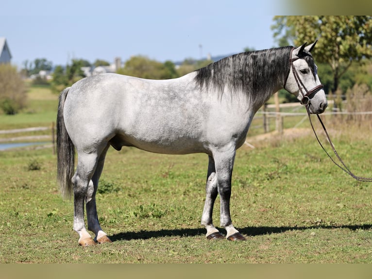 Percheron Mix Ruin 5 Jaar Schimmel in Gap