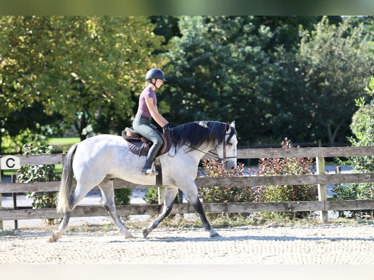 Percheron Mix Ruin 5 Jaar Schimmel in Gap