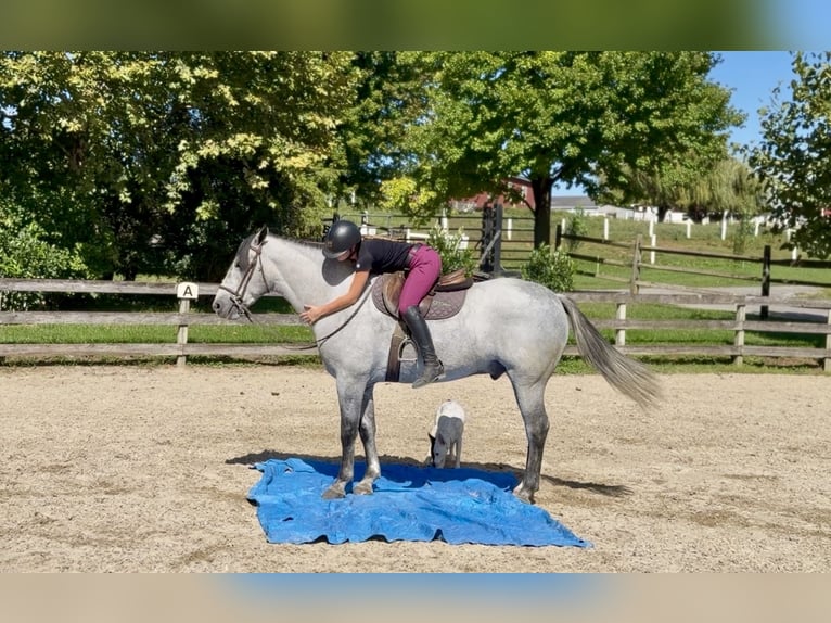 Percheron Mix Ruin 5 Jaar Schimmel in Gap