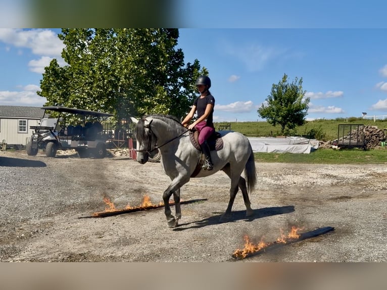 Percheron Mix Ruin 5 Jaar Schimmel in Gap