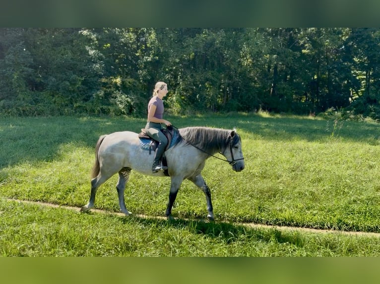 Percheron Mix Ruin 5 Jaar Schimmel in Gap