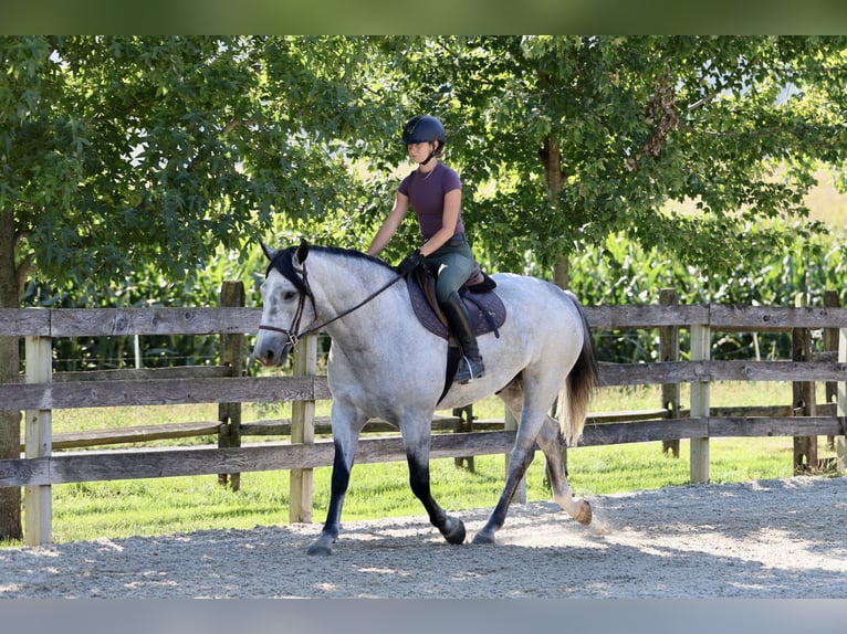 Percheron Mix Ruin 5 Jaar Schimmel in Gap