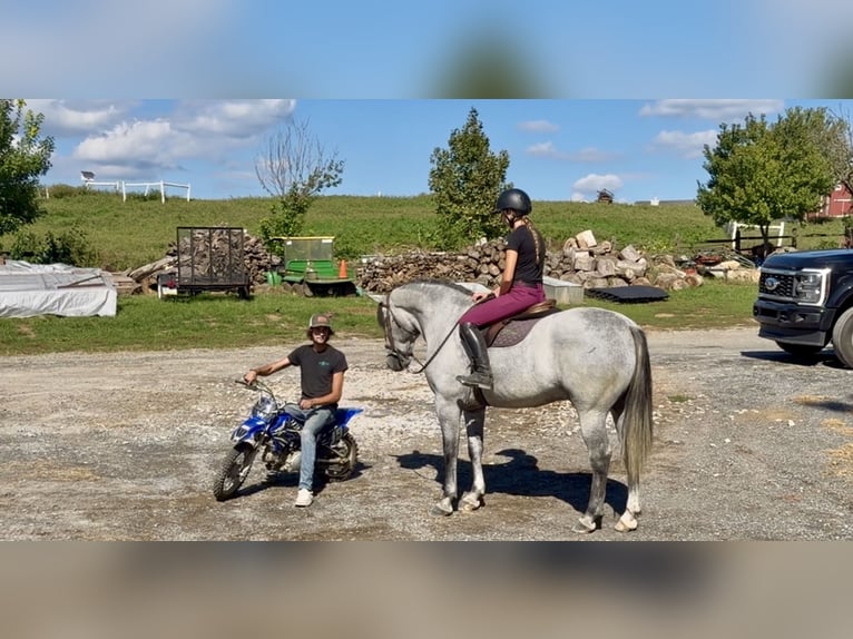 Percheron Mix Ruin 5 Jaar Schimmel in Gap
