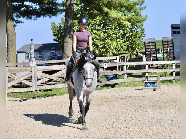 Percheron Mix Ruin 5 Jaar Schimmel in Gap
