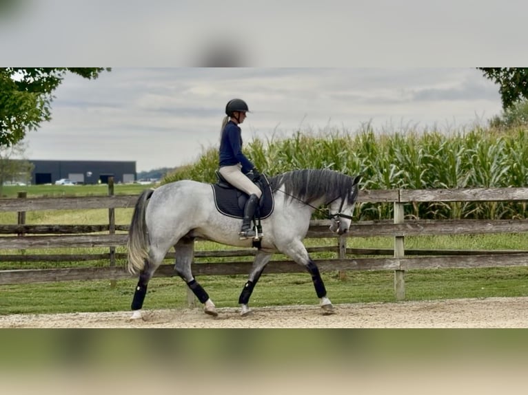 Percheron Mix Ruin 5 Jaar Schimmel in Gap