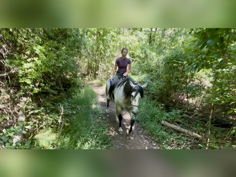 Percheron Mix Ruin 5 Jaar Schimmel in Gap