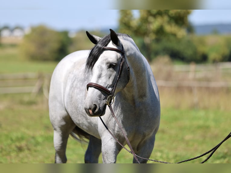 Percheron Mix Ruin 5 Jaar Schimmel in Gap