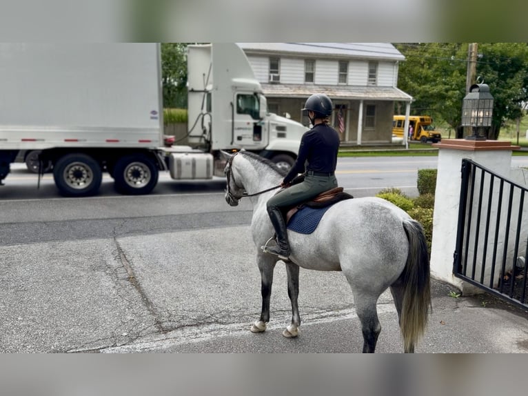Percheron Mix Ruin 5 Jaar Schimmel in Gap