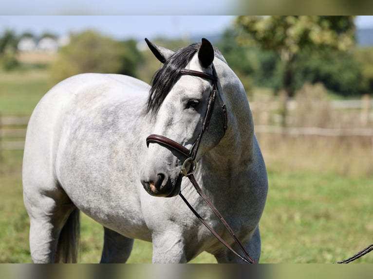 Percheron Mix Ruin 5 Jaar Schimmel in Gap