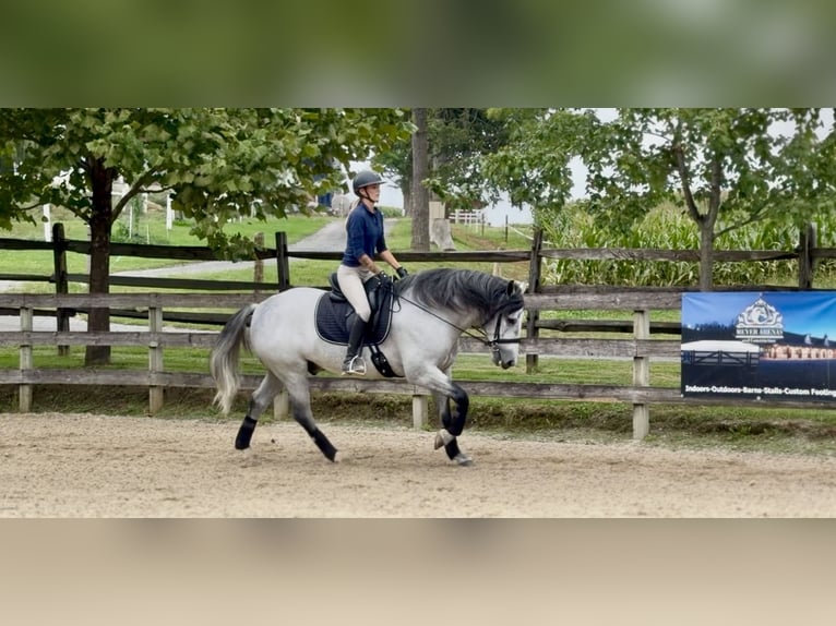 Percheron Mix Ruin 5 Jaar Schimmel in Gap
