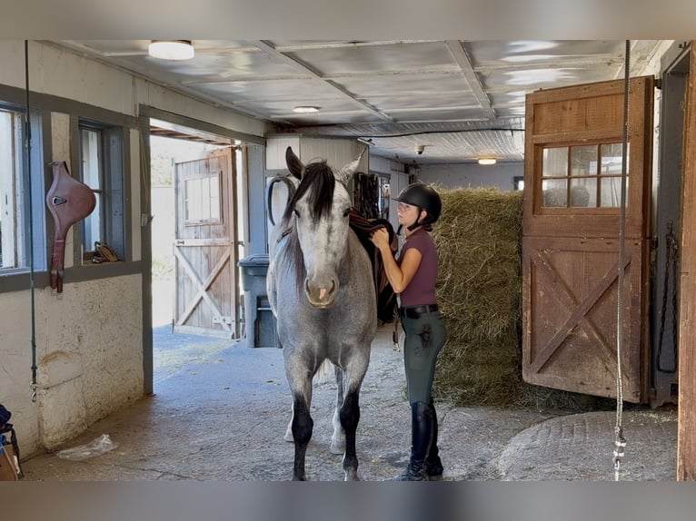 Percheron Mix Ruin 5 Jaar Schimmel in Gap