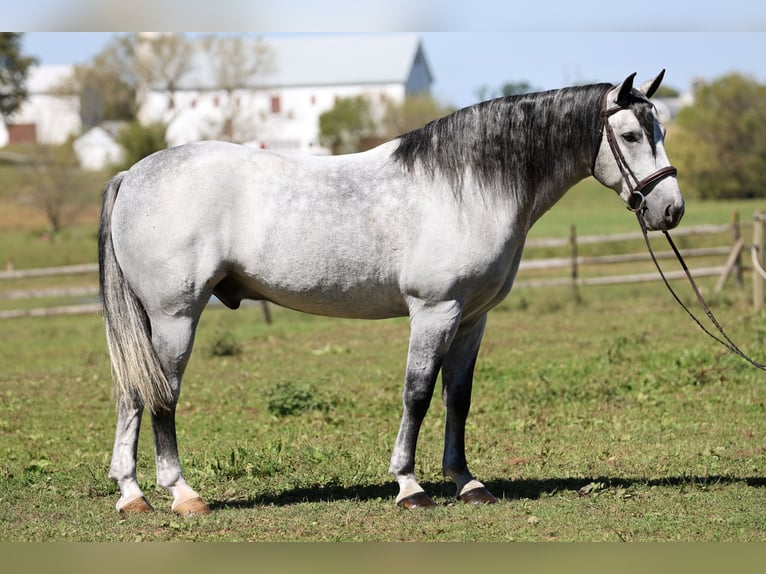 Percheron Mix Ruin 5 Jaar Schimmel in Gap