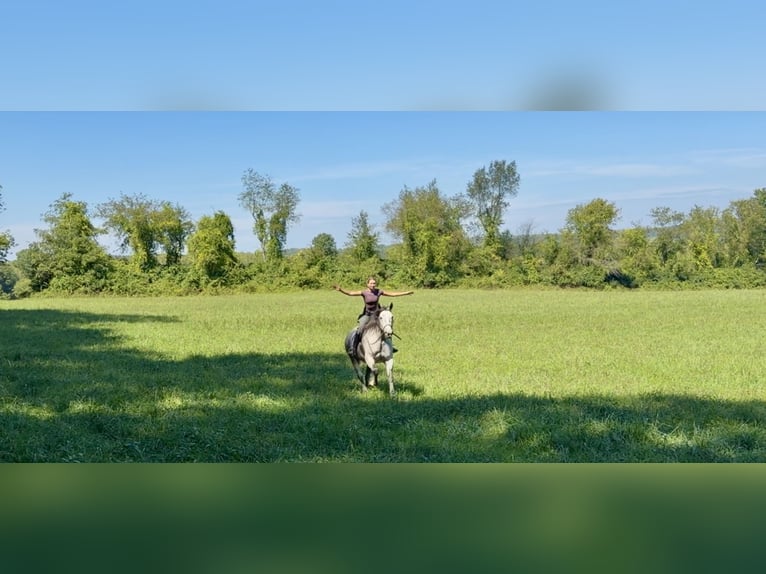 Percheron Mix Ruin 5 Jaar Schimmel in Gap