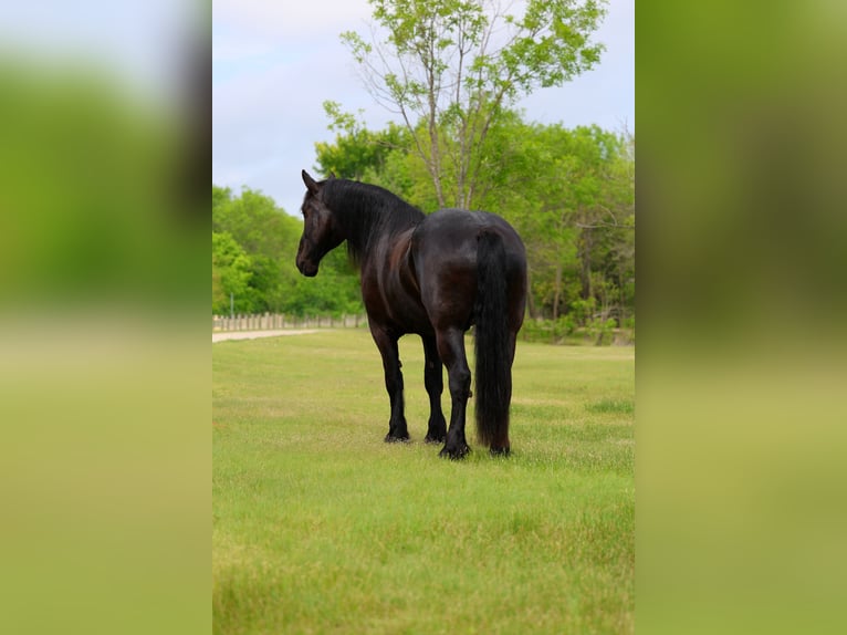 Percheron Ruin 5 Jaar Zwart in Forney
