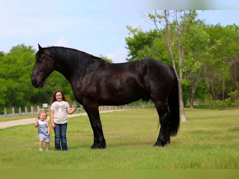 Percheron Ruin 5 Jaar Zwart in Forney