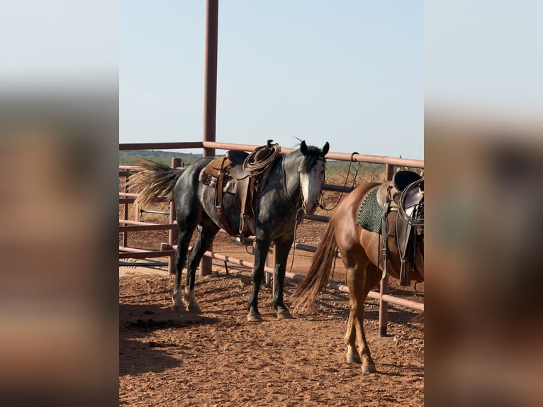 Percheron Mix Ruin 6 Jaar 163 cm Roan-Blue in Newcastle