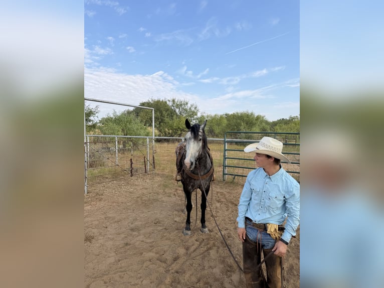 Percheron Mix Ruin 6 Jaar 163 cm Roan-Blue in Newcastle