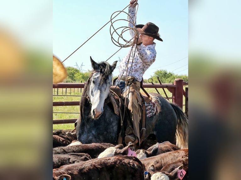 Percheron Mix Ruin 6 Jaar 163 cm Roan-Blue in Newcastle
