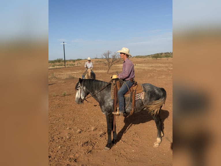 Percheron Mix Ruin 6 Jaar 163 cm Roan-Blue in Newcastle